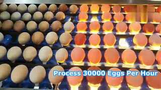 Egg Washing Grading production line