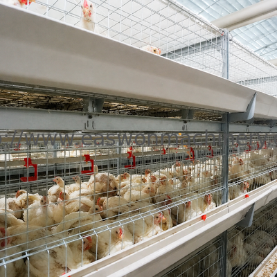 Galvanized H Type Broiler Chicken Cage Durable Battery Cage System for Poultry Farm