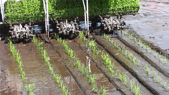 8.1mu/H Rice Seeding Machine , 2 Arms 6 Rows Mechanical Rice Transplanter