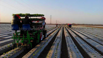 Row distance 30-60cm capacity 6000-8000plants/hour vegetable transplanter